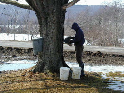 Image of maple tree